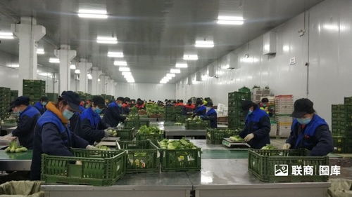 探訪物美包裝菜加工廠 日產(chǎn)200噸背后的現(xiàn)代化供應(yīng)鏈